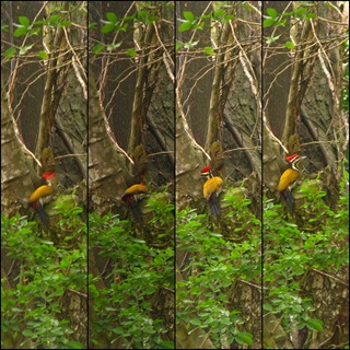 Woodpecker shots 2